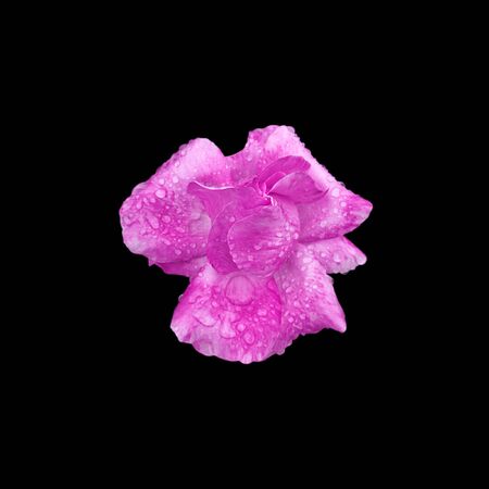 Beautiful purple rose isolated on a black backgroundの写真素材