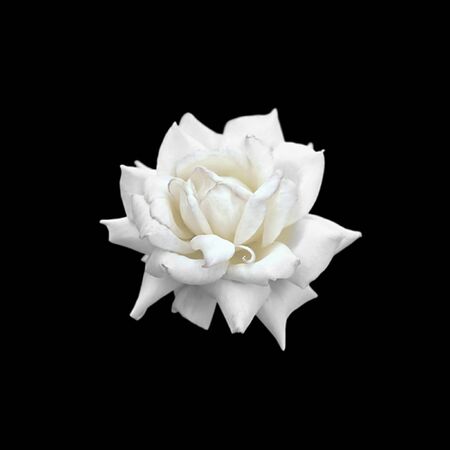 Beautiful white rose isolated on a black backgroundの写真素材