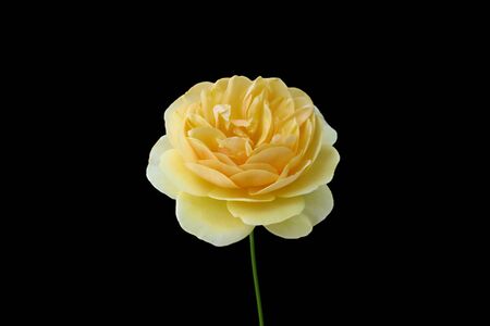 Beautiful yellow rose isolated on a black backgroundの写真素材