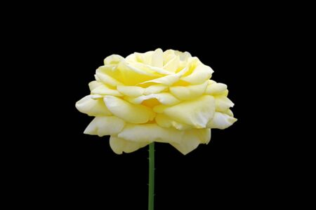Beautiful yellow rose isolated on a black backgroundの写真素材