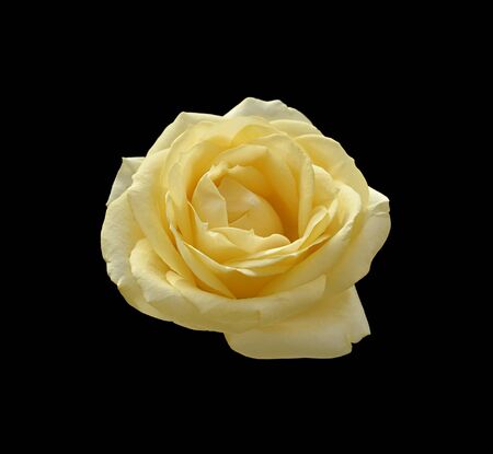 Beautiful yellow rose isolated on a black backgroundの写真素材