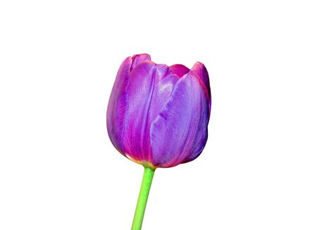 Beautiful purple tulip isolated on a white backgroundの写真素材