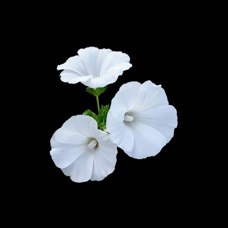 Beautiful white flowers isolated on a black backgroundの写真素材