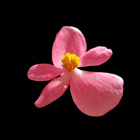 Beautiful pink flower isolated on a black backgroundの写真素材
