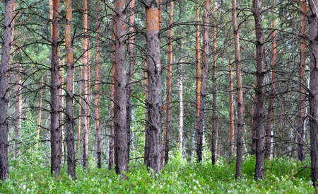 Densely growing pine trees in the forest in summer