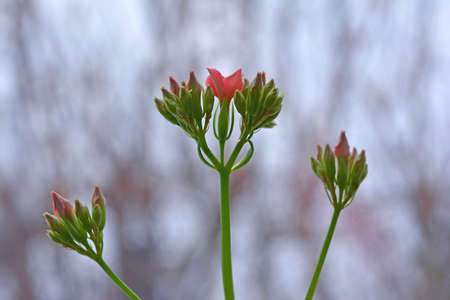 Blooming pink small flowers on stems in spring