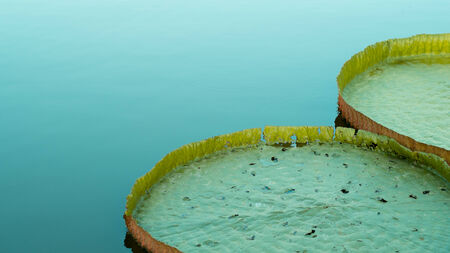 Lotus on riverの写真素材