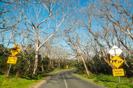 road treeの写真素材