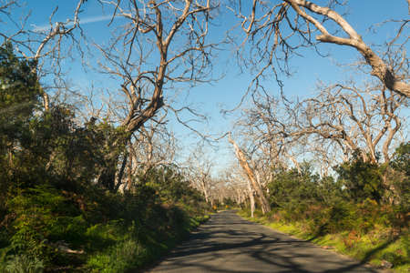 road tree