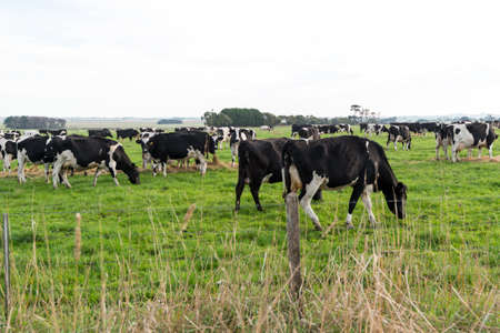 cow on the field