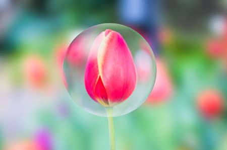 Tulipの写真素材