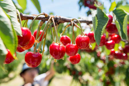 Fresh cherries.