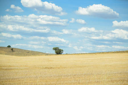 Yellow field and blue sky.の写真素材