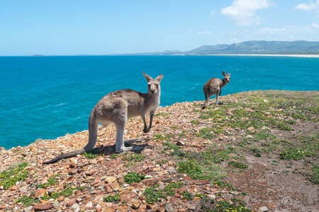 Couple Kangaroo.の写真素材