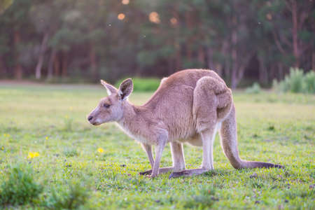 Kangaroo closed up.の写真素材