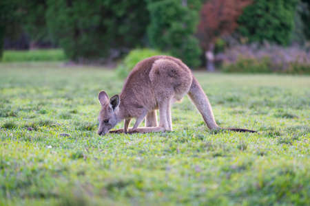 kangaroo eating before sunset.の写真素材