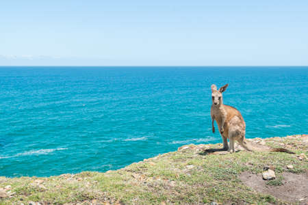 Kangaroo at Coffs Harbour.の写真素材