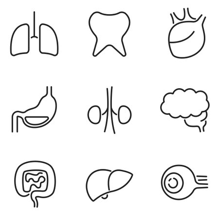 Set of human organs thin icon vector in trendy flat style isolated on white background, healthy and medical concept symbol collection with lung, tooth, heart, stomach, kidney, brain, intestine etc.のイラスト素材