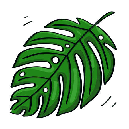 Green Monstera leaf  in simple drawing isolated on white. Natural object concept.の写真素材