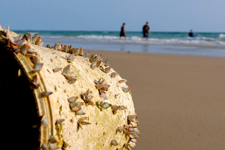 The beach have a garbage and effluents concept of environmental protection.