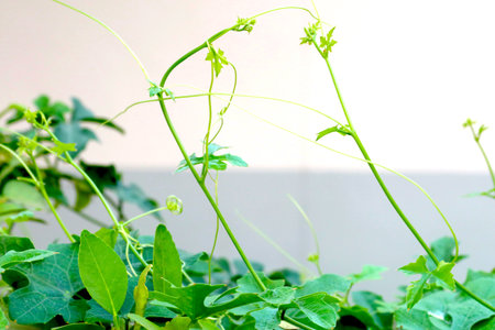 Ivy gourd in garden beside houseの写真素材