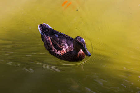 Duck swimming in the lake, Birds and animals in wildlifeの写真素材