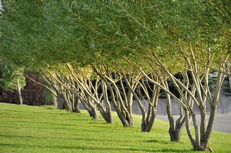 Willow treesの写真素材