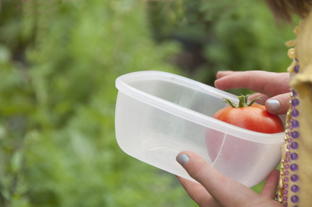 Child helping to harvest tomato in gardenの写真素材