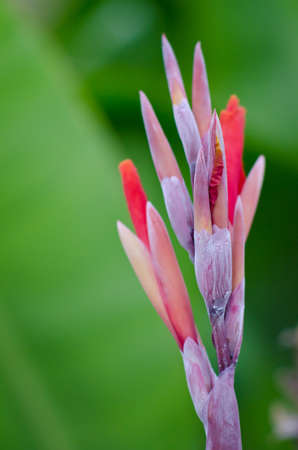 Canna flower on green background.の写真素材