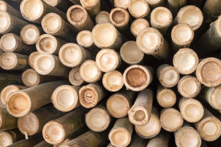 bambooの写真素材