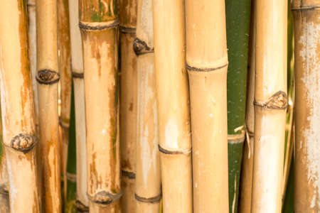 bambooの写真素材