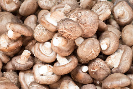 mushroomの写真素材