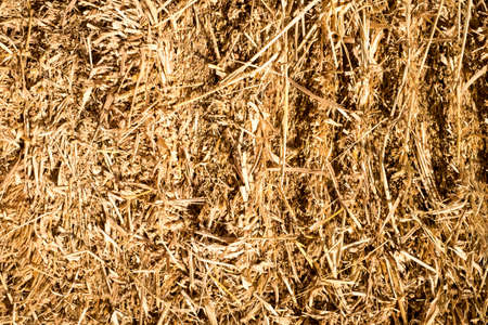 thatch