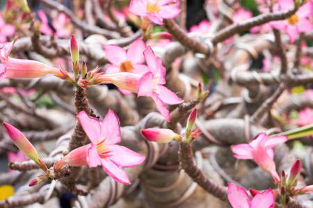 flowerの写真素材