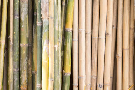 bambooの写真素材