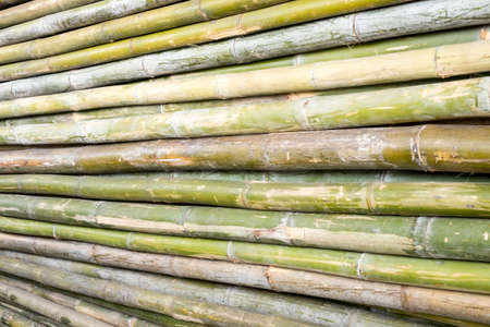 bambooの写真素材