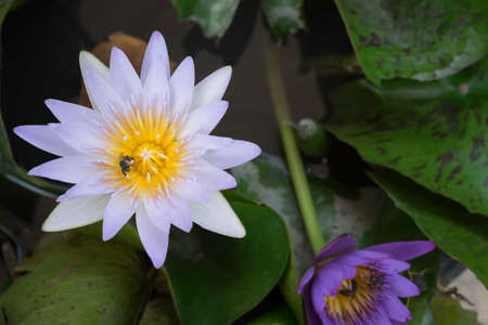 lotusの写真素材