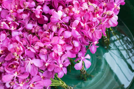 orchidの写真素材