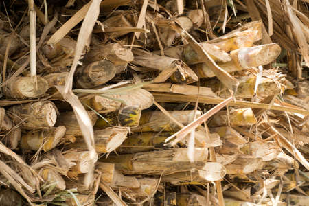 bambooの写真素材