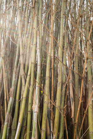 bambooの写真素材