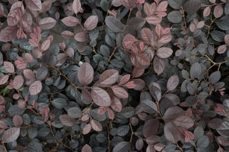 leaveの写真素材