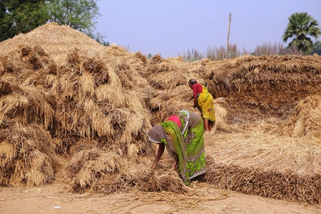 BODH GAYA, BIHAR, INDIA - NOVEMBER 28, 2013: Unidentified Indian farmers work hard under the sun to stack hays in a village near Sujata Kuti, Bodh Gaya.のeditorial素材
