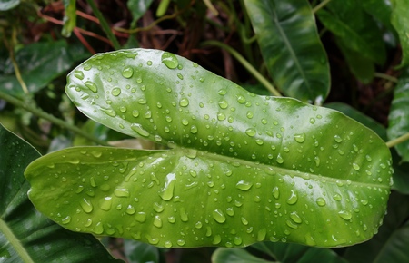 Green Philodendron leaves background