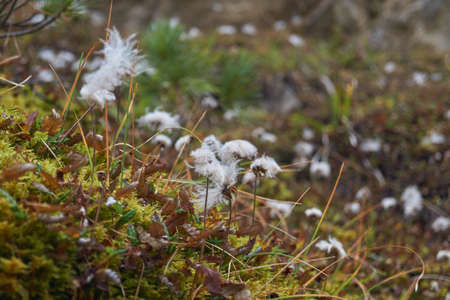 Hiking in the Val Trupchun, Switzerlandの写真素材