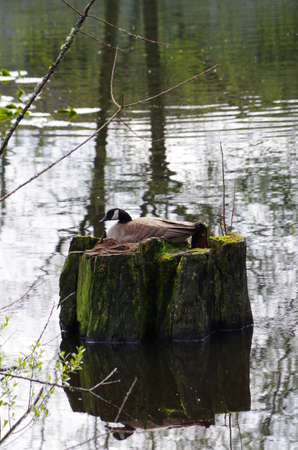 Canadian goose nesting on a stump in a pond with reflected treesの写真素材
