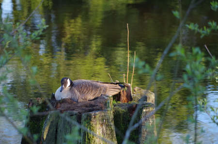Canadian goose nesting on a stump in a pond with trees reflected behind herの写真素材