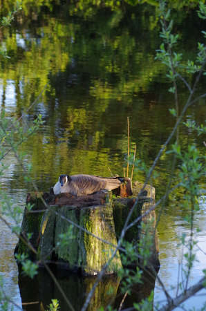 Canada Goose nesting on a stump in a pondの写真素材