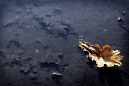 Oak Leavesの写真素材