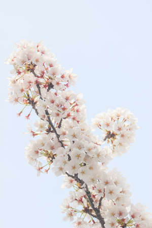 sakura japanの写真素材