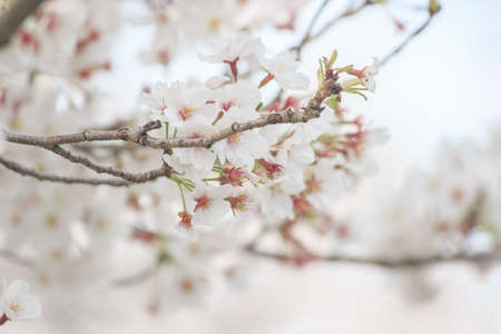 sakura japanの写真素材